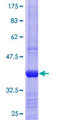 MTAP Protein - 12.5% SDS-PAGE Stained with Coomassie Blue.