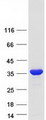 MTAP Protein - Purified recombinant protein MTAP was analyzed by SDS-PAGE gel and Coomassie Blue Staining