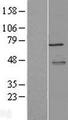 MTDH / Metadherin Protein - Western validation with an anti-DDK antibody * L: Control HEK293 lysate R: Over-expression lysate