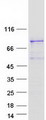 MTDH / Metadherin Protein - Purified recombinant protein MTDH was analyzed by SDS-PAGE gel and Coomassie Blue Staining