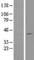 MTERF2 / MTERFD3 Protein - Western validation with an anti-DDK antibody * L: Control HEK293 lysate R: Over-expression lysate