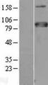 MTF-1 Protein - Western validation with an anti-DDK antibody * L: Control HEK293 lysate R: Over-expression lysate