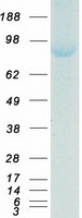 MTF-1 Protein - Purified recombinant protein MTF1 was analyzed by SDS-PAGE gel and Coomassie Blue Staining