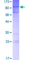 MTF2 / PCL2 Protein - 12.5% SDS-PAGE of human MTF2 stained with Coomassie Blue