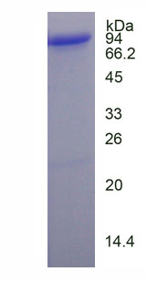 MTF2 / PCL2 Protein - Recombinant Metal Response Element Binding Transcription Factor 2 (MTF2) by SDS-PAGE