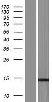 MTFP1 Protein - Western validation with an anti-DDK antibody * L: Control HEK293 lysate R: Over-expression lysate