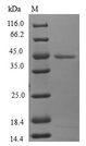MTFP1 Protein - (Tris-Glycine gel) Discontinuous SDS-PAGE (reduced) with 5% enrichment gel and 15% separation gel.