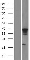 MTFR1 Protein - Western validation with an anti-DDK antibody * L: Control HEK293 lysate R: Over-expression lysate