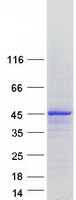 MTFR1 Protein - Purified recombinant protein MTFR1 was analyzed by SDS-PAGE gel and Coomassie Blue Staining