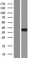 MTG1 / Mitochondrial GTPase 1 Protein - Western validation with an anti-DDK antibody * L: Control HEK293 lysate R: Over-expression lysate