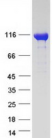 MTHFD1 Protein - Purified recombinant protein MTHFD1 was analyzed by SDS-PAGE gel and Coomassie Blue Staining