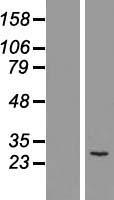 MTHFD2 Protein - Western validation with an anti-DDK antibody * L: Control HEK293 lysate R: Over-expression lysate