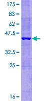 MTHFD2L Protein - 12.5% SDS-PAGE of human MTHFD2L stained with Coomassie Blue