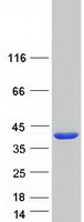 MTHFD2L Protein - Purified recombinant protein MTHFD2L was analyzed by SDS-PAGE gel and Coomassie Blue Staining