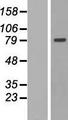 MTIF2 Protein - Western validation with an anti-DDK antibody * L: Control HEK293 lysate R: Over-expression lysate