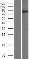 MTMR10 Protein - Western validation with an anti-DDK antibody * L: Control HEK293 lysate R: Over-expression lysate