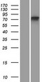 MTMR11 Protein - Western validation with an anti-DDK antibody * L: Control HEK293 lysate R: Over-expression lysate