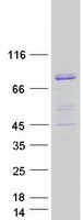 MTMR12 Protein - Purified recombinant protein MTMR12 was analyzed by SDS-PAGE gel and Coomassie Blue Staining