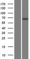 MTMR14 Protein - Western validation with an anti-DDK antibody * L: Control HEK293 lysate R: Over-expression lysate