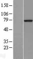 MTMR2 Protein - Western validation with an anti-DDK antibody * L: Control HEK293 lysate R: Over-expression lysate