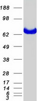 MTMR2 Protein - Purified recombinant protein MTMR2 was analyzed by SDS-PAGE gel and Coomassie Blue Staining