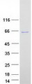 MTMR2 Protein - Purified recombinant protein MTMR2 was analyzed by SDS-PAGE gel and Coomassie Blue Staining