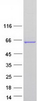 MTMR6 Protein - Purified recombinant protein MTMR6 was analyzed by SDS-PAGE gel and Coomassie Blue Staining