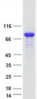 MTMR7 Protein - Purified recombinant protein MTMR7 was analyzed by SDS-PAGE gel and Coomassie Blue Staining