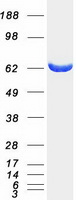 MTMR9 Protein - Purified recombinant protein MTMR9 was analyzed by SDS-PAGE gel and Coomassie Blue Staining
