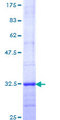 MTNR1A / Melatonin Receptor 1a Protein - 12.5% SDS-PAGE Stained with Coomassie Blue.