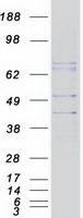 MTNR1A / Melatonin Receptor 1a Protein - Purified recombinant protein MTNR1A was analyzed by SDS-PAGE gel and Coomassie Blue Staining