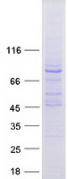 MTO1 Protein - Purified recombinant protein MTO1 was analyzed by SDS-PAGE gel and Coomassie Blue Staining