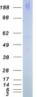 MTOR Protein - Purified recombinant protein MTOR was analyzed by SDS-PAGE gel and Coomassie Blue Staining