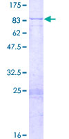 MTPAP Protein - 12.5% SDS-PAGE of human PAPD1 stained with Coomassie Blue
