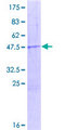MTRF1 Protein - 12.5% SDS-PAGE of human MTRF1 stained with Coomassie Blue