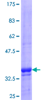 MTRPOL / POLRMT Protein - 12.5% SDS-PAGE Stained with Coomassie Blue.