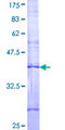 MTRPOL / POLRMT Protein - 12.5% SDS-PAGE Stained with Coomassie Blue.