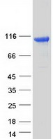 MTSS1L Protein - Purified recombinant protein MTSS1L was analyzed by SDS-PAGE gel and Coomassie Blue Staining
