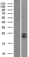 MtTFA / TFAM Protein - Western validation with an anti-DDK antibody * L: Control HEK293 lysate R: Over-expression lysate