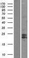 MtTFA / TFAM Protein - Western validation with an anti-DDK antibody * L: Control HEK293 lysate R: Over-expression lysate
