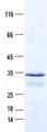 MtTFA / TFAM Protein