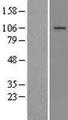 MTTP / MTP Protein - Western validation with an anti-DDK antibody * L: Control HEK293 lysate R: Over-expression lysate