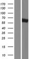 MTUS1 Protein - Western validation with an anti-DDK antibody * L: Control HEK293 lysate R: Over-expression lysate