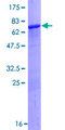 MTUS2 Protein - 12.5% SDS-PAGE of human KIAA0774 stained with Coomassie Blue