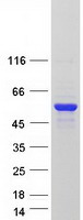 MTUS2 Protein - Purified recombinant protein MTUS2 was analyzed by SDS-PAGE gel and Coomassie Blue Staining