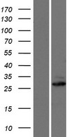 MTX3 Protein - Western validation with an anti-DDK antibody * L: Control HEK293 lysate R: Over-expression lysate