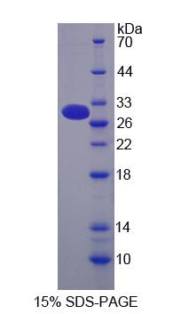 MUC13 Protein - Recombinant Mucin 13, Cell Surface Associated By SDS-PAGE