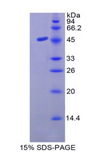 MUC3A Protein - Recombinant Mucin 3 By SDS-PAGE