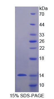 MUC3B Protein - Recombinant Mucin 3B, Cell Surface Associated By SDS-PAGE