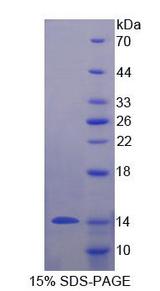 MUC3B Protein - Recombinant Mucin 3B, Cell Surface Associated By SDS-PAGE